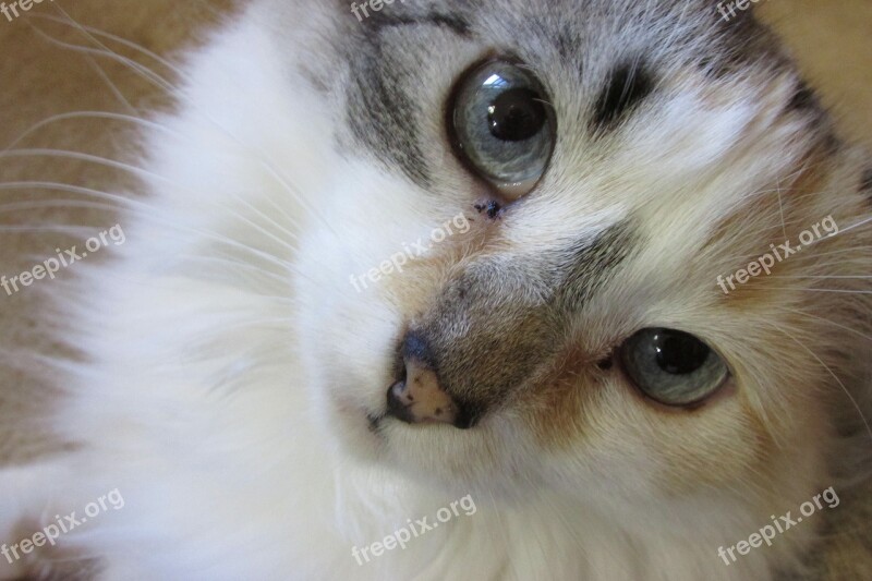 Cats Face Animal Persian White