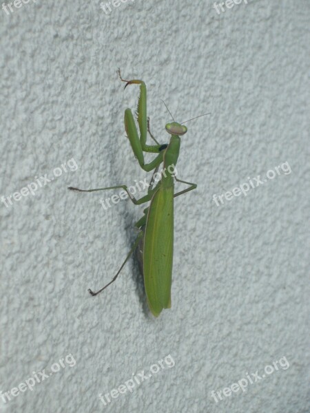 Praying Mantis Insect Nature Fishing Locust Free Photos