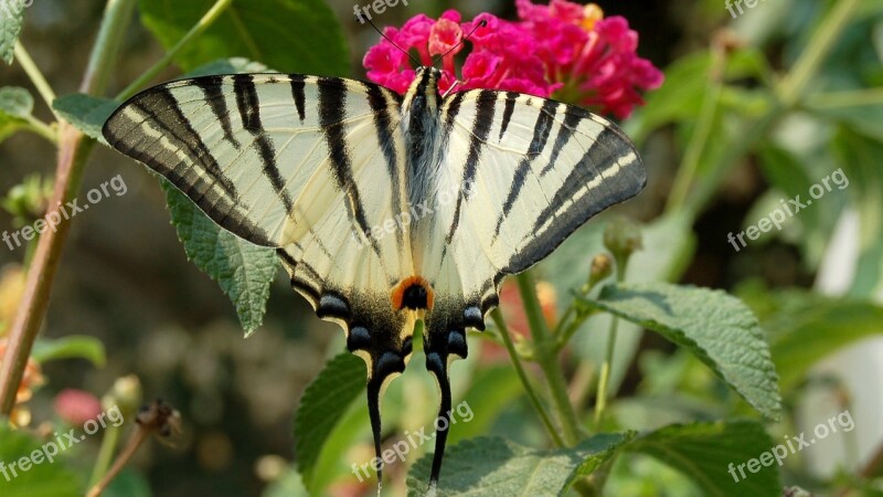 Butterfly Insects Flower Butterflies Ali