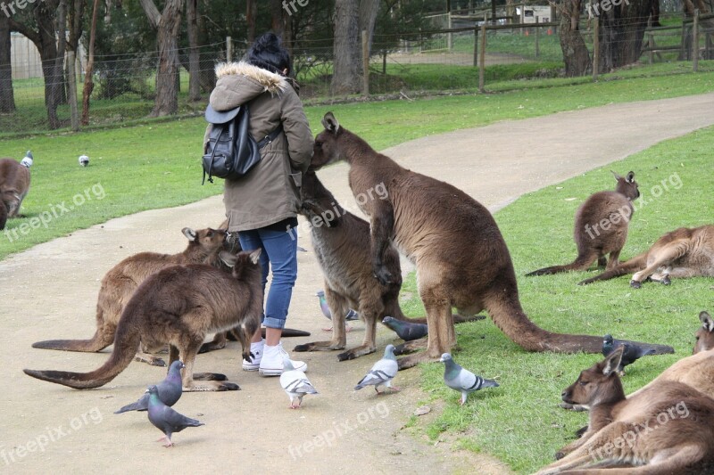 Kangaroo Australia Ballarat Free Photos