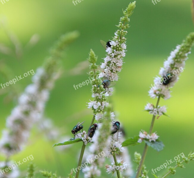 Flying Insect Flowers Nature Vermin