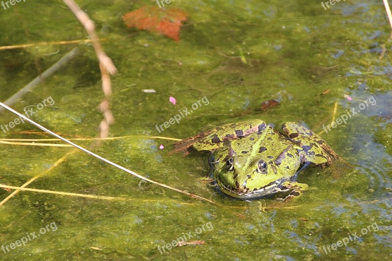 Frog Green Pond Frogs Aquatic Animal