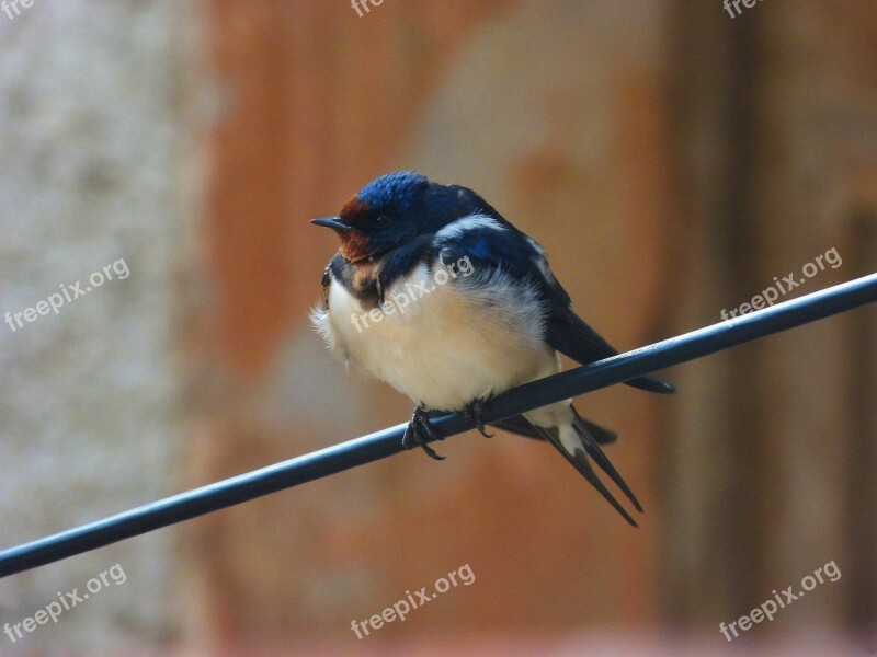 Swallow Oreneta Cable Hirundo Rustica Free Photos