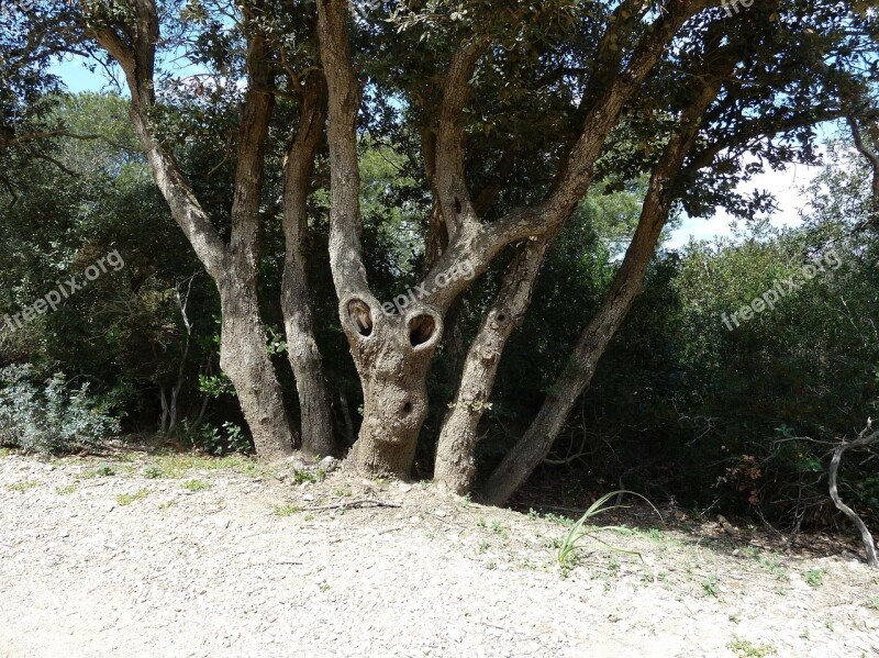 Tree Twisted Tortuous Porquerolles Face