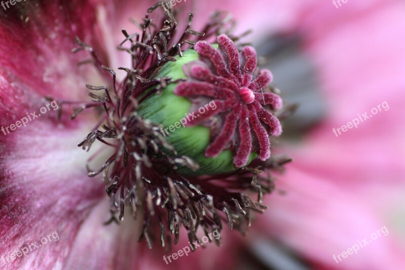 Flower Poppy Red Spring Pistil