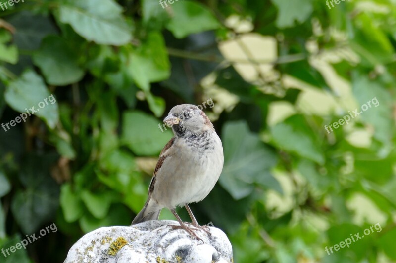 Bird Sparrow Garden Animal Sperling