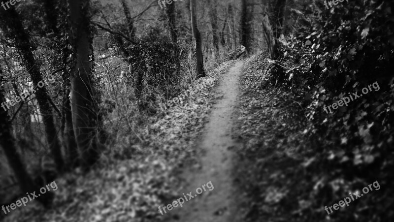 Dark Path Path Woods Mysterious Mysterious Path