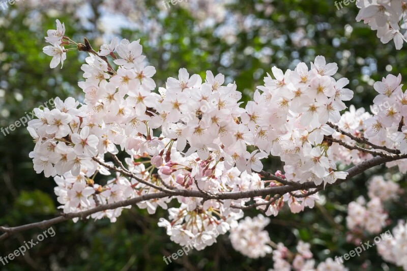 Cherry Blossom Sakura Flowers Wood Nature