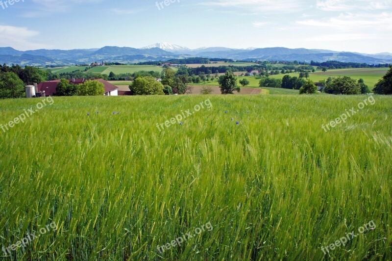 Nature Spring Landscape Meadow Flower