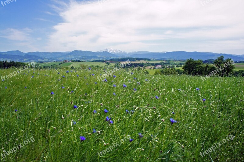 Nature Spring Landscape Meadow Flower