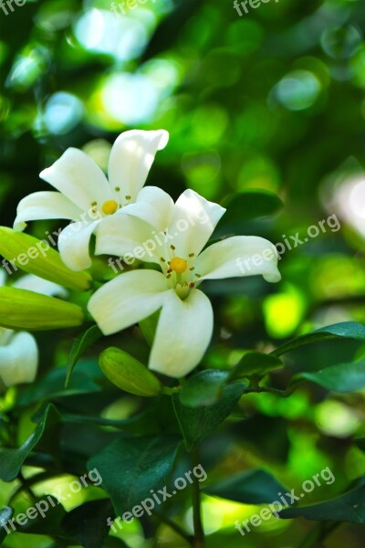 Glass White Flowers Flowers Free Photos