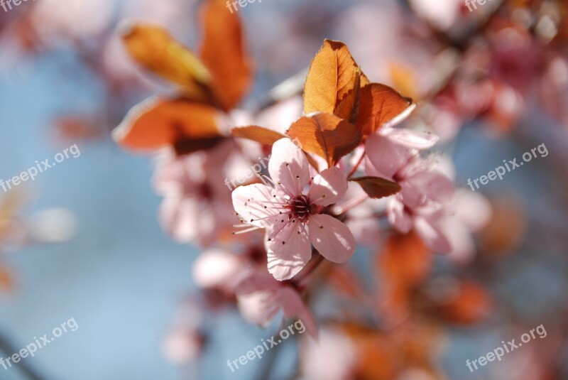 Cherry Blossoms Flowers Pink Close Up Spring