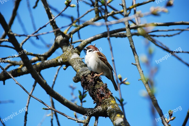 Sperling Sparrow Bird Branch Sitting