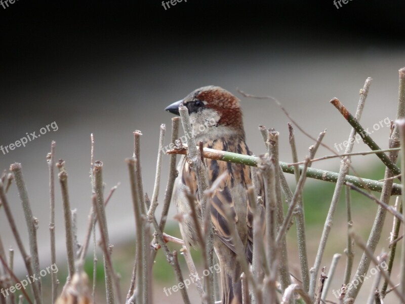 Bird Small Wings Winged Feathers