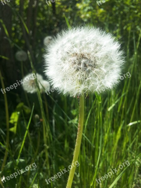 Dandelion Flower Garden Spring Green Nature Meadow