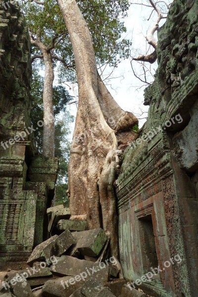 Cambodia Tree Ancient Ruin Archeology