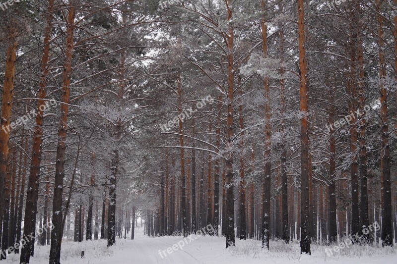 Forest Trees Winter Forest Nature Tree Trunks