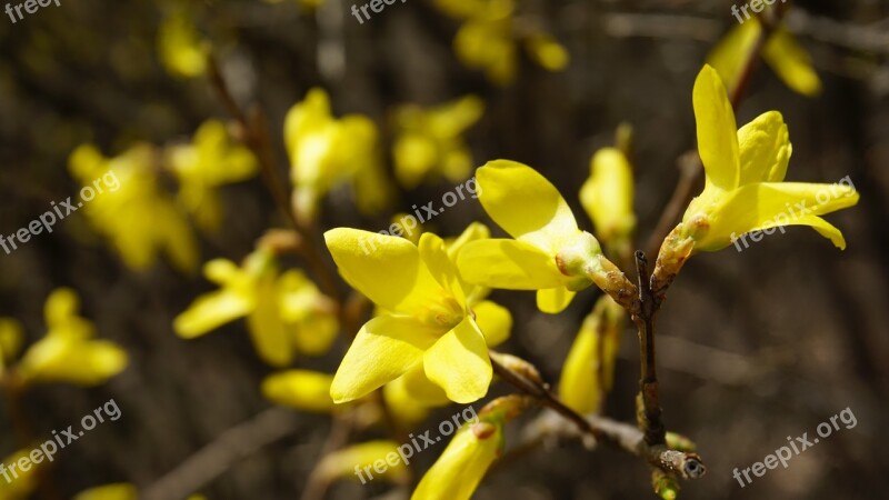 Forsythia Spring Nature Yellow Yellow Flower