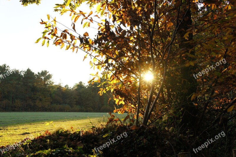 Fall Sun Light Orange Brown