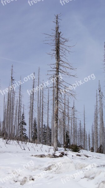 Winter Three Chair Bark Beetles Snow Nature