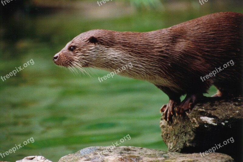 Otter Animals Zoo Nature Furry