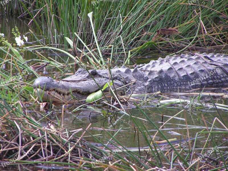 Alligator Gator Florida Grass Lake