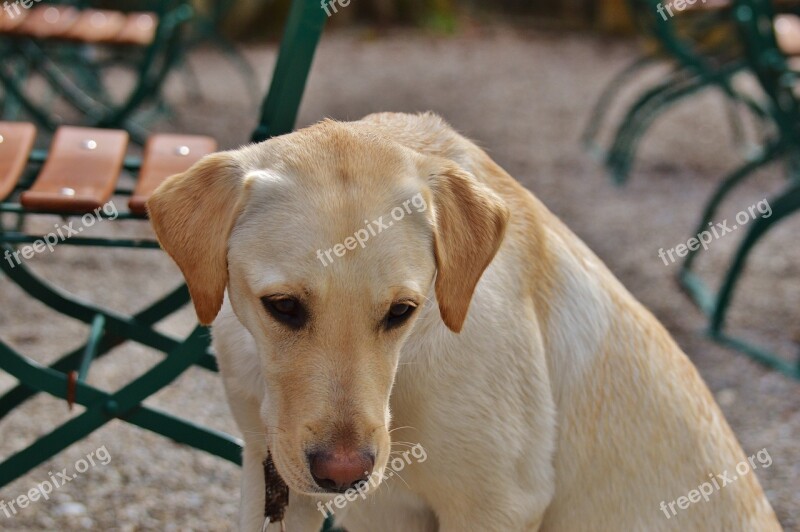 Labrador Dog Sweet Sit Animal