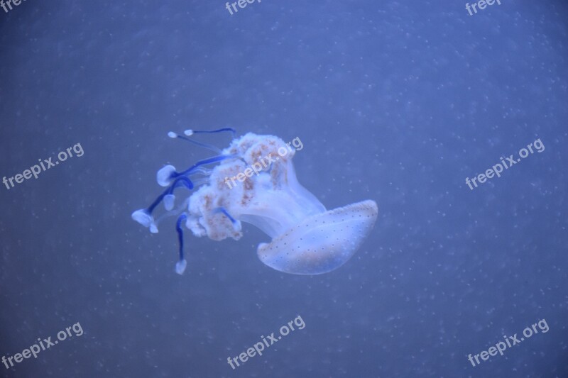 Jellyfish Water Sea Aquarium Creature