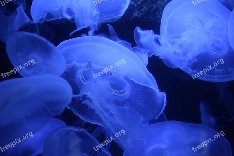 Jellyfish Sea Water Blue Marine Life