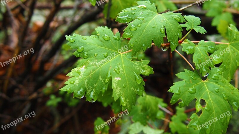 Nature Green Leaf Plant Droplet