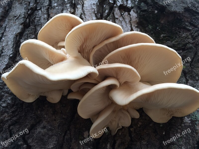 Mushroom After Rain Old Oak Tree With Fungi Fungi Fungus