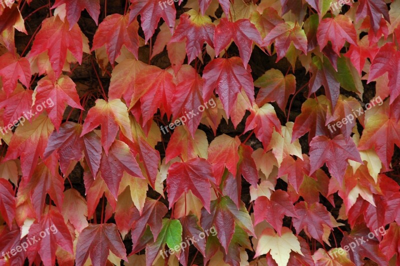 Autumn Fall Foliage October Colorful Fall Color