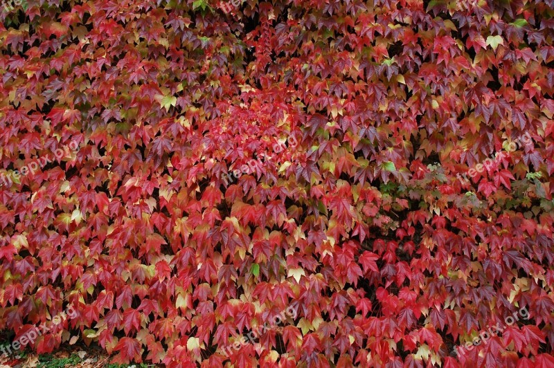 Autumn Fall Foliage October Colorful Fall Color