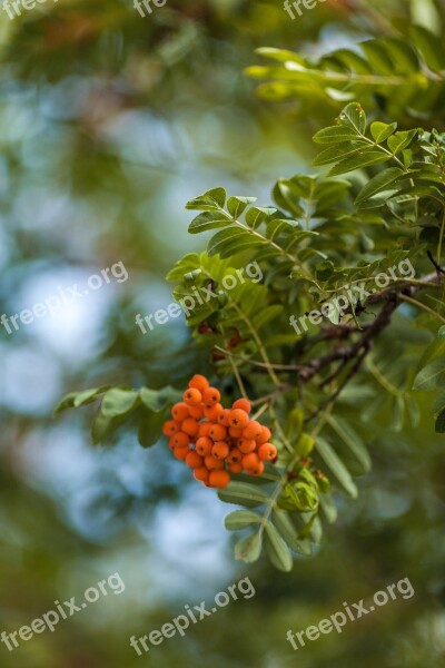 Mountain-ash Ashberry Berry Orange Plant