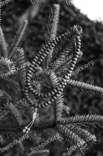 Mala Praying Beads Pine Tree Religion Pray