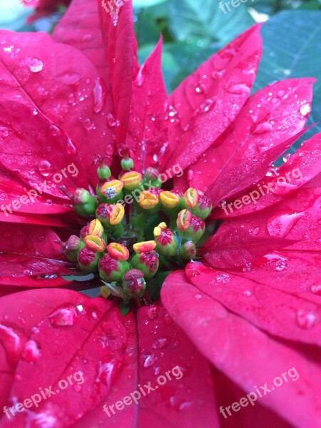 Flower Christmas Raindrops Holiday Winter