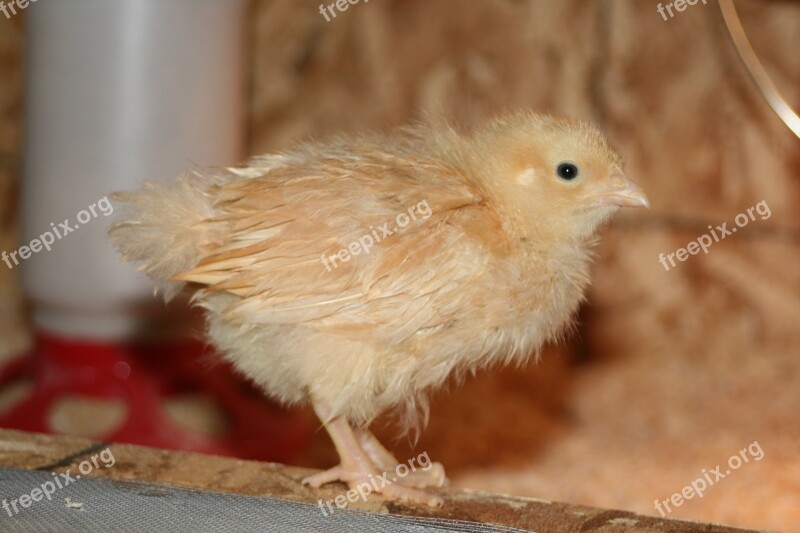 Chick Chicken Bird Livestock Poultry