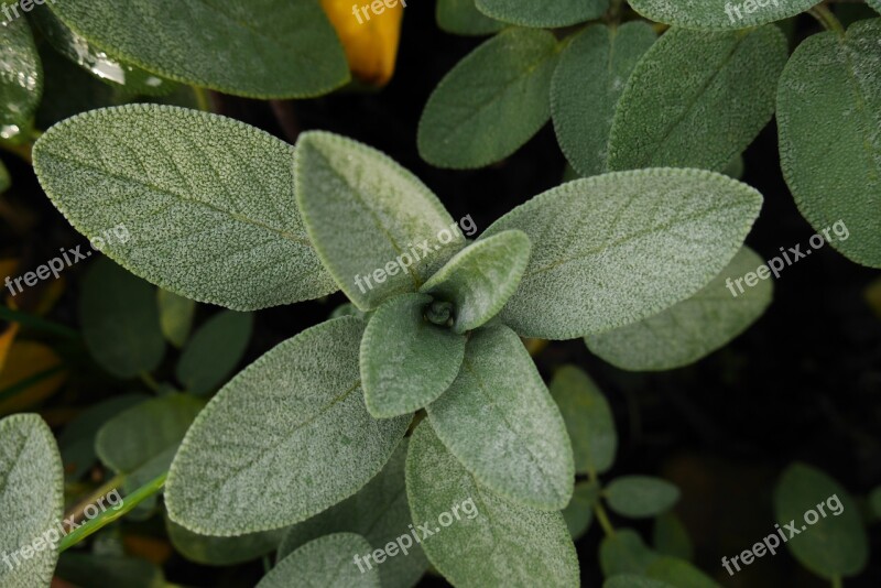 Sage Morning Garden Green Nature