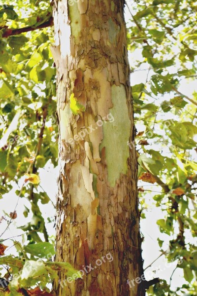 Tree Bark Tall Leaves Tree Trunk