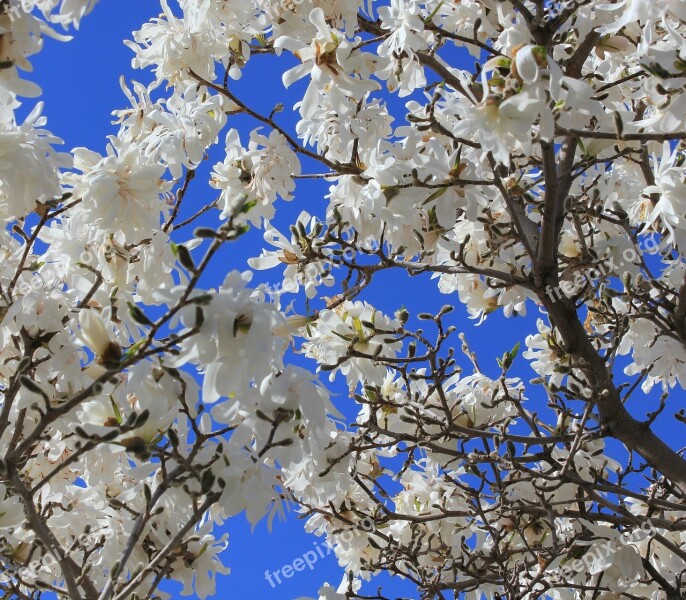 Magnolia Tree White Blue Sky Springtime