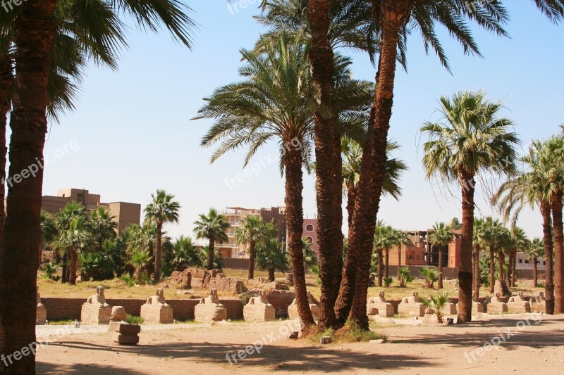 Egypt Luxor Karnak Temple Palm Trees Animal