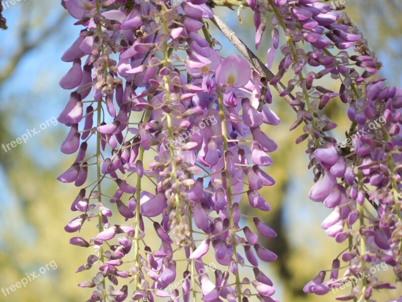 Wisteria Bloom Purple Flower White