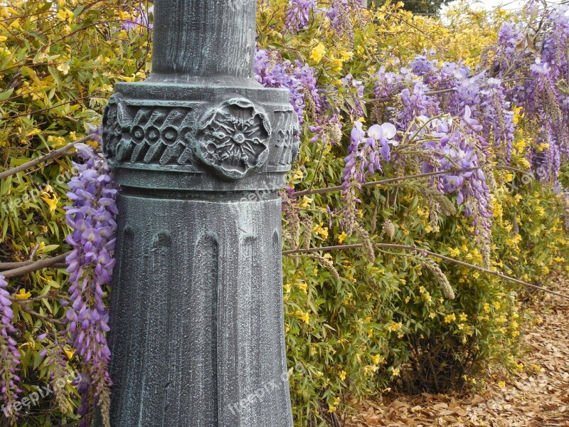 Wisteria Bloom Purple Flower Light Post