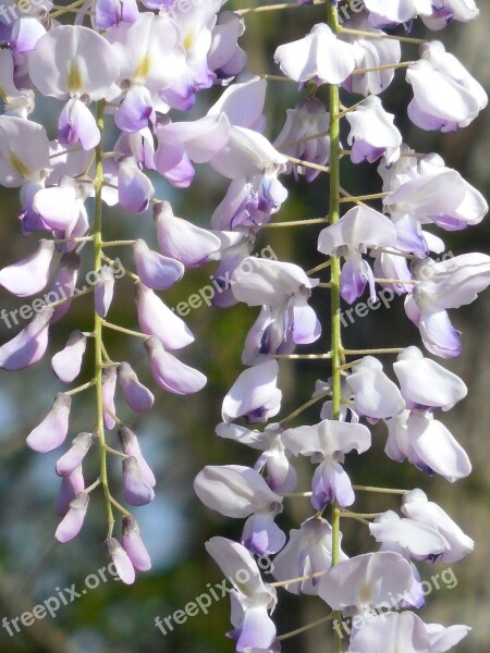 Wisteria Bloom Purple Flower White