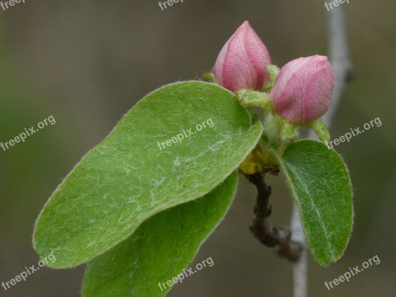 Cocoon Quince Quince Flower Beauty Free Photos