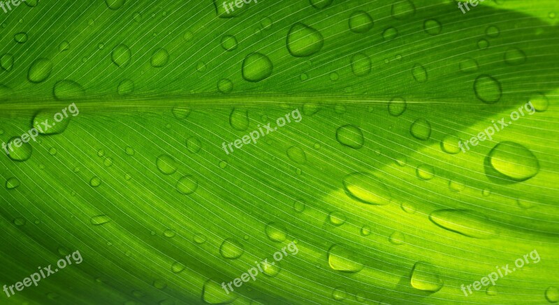 Leaf Trickle Nature Green Plants