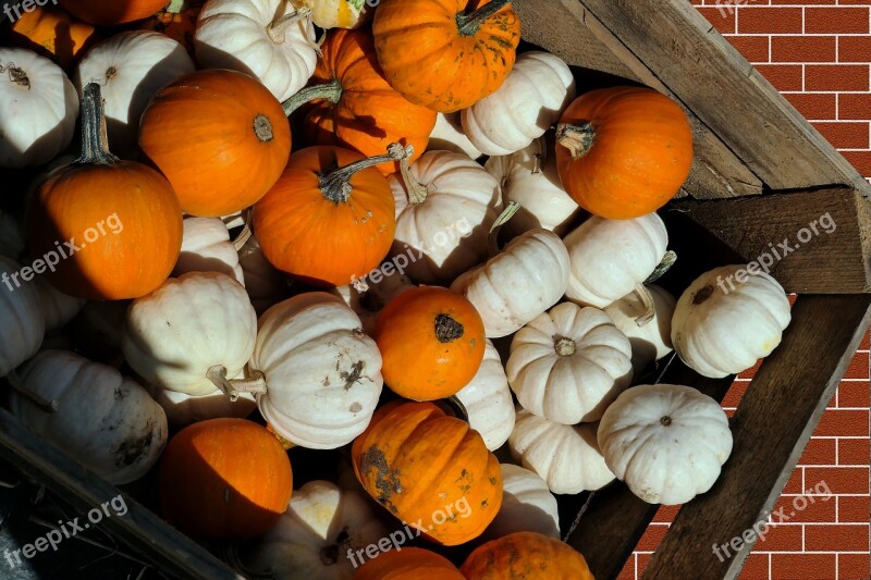 Pumpkins Decorative Squashes Autumn Kabocha Pumpkin Soup