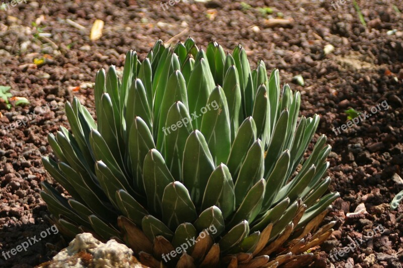 Agave Gardens Plants Free Photos