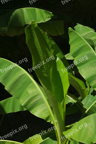 Banana Leaf Tropics Plants Exotic Free Photos