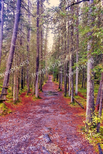 Path Track Forest Colours Hiking